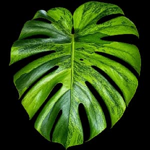GREEN ON GREEN