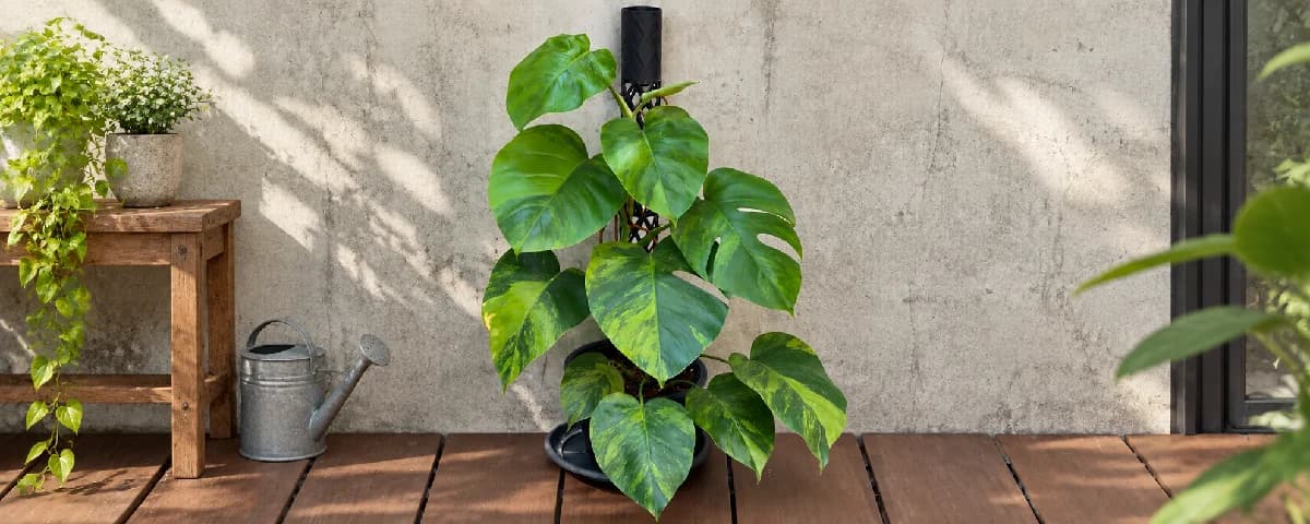 Green on green — full plant