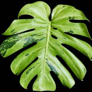 Shamrock Shake