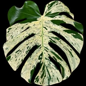 Vietciosa