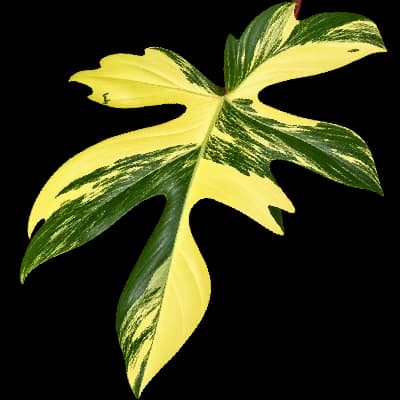 Philodendron Florida Beauty