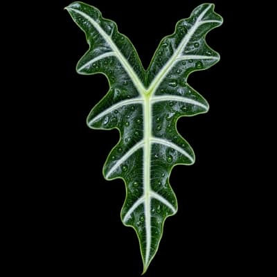 Alocasia Nobilis