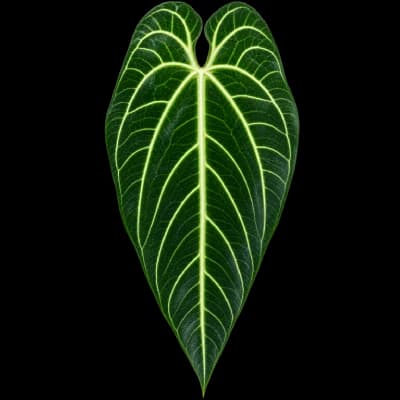 Anthurium warocqueanum