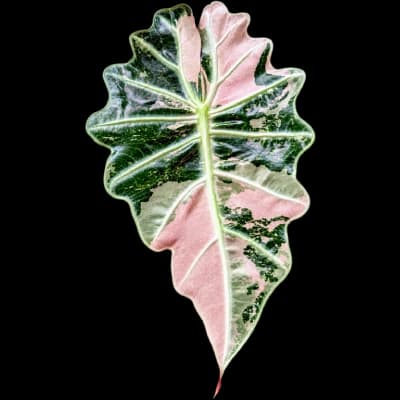 Alocasia Polly Pink Var