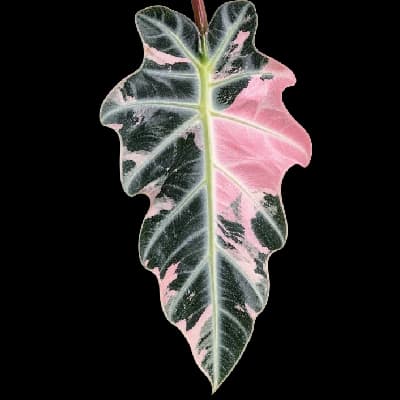 Alocasia Bambino Pink Var