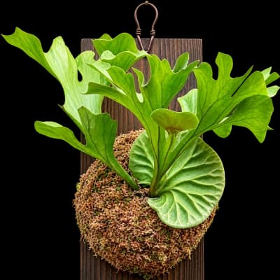Platycerium ridleyi